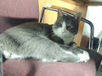YAKIŞIKLI KEDİMİZ GOFRET YUVA ARIYOR