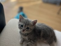 British ve russian blue melez kedilerimiz yuva arıyor