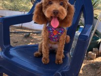 Dişi 6,5 Aylık Poodle