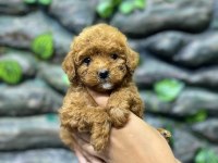 65 Günlük Kore Poodle Yavrular