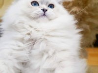 A KALİTE BRİTİSH LONGHAİR DİŞİ YAVRUM
