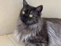 Maine coon çok uysal
