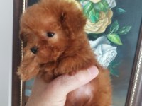 Red Brown Üst Kalite Toy Poodle Yavrular