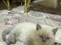 British Shorthair Gri Ve Beyaz Yavru (Dişi)