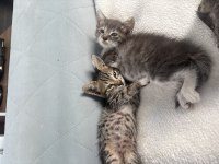 Bu 3 bebeğe acil yuva