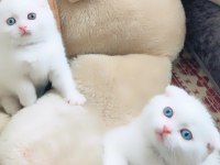 Koca kafalı scottish fold kızımız