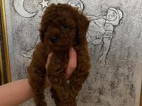 Toy Poodle Bebekler Orijinal