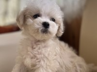 Köpeğimize acil yuva arıyoruz