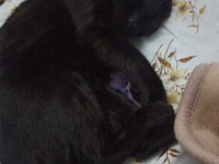 DEPREMZEDE VE 1 GÖZÜ KÖR KEDİMİZ