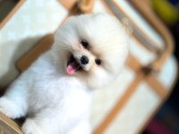 SHOW KALİTE POMERANİAN BEBEKLER