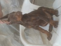 Anne baba a scr doberman