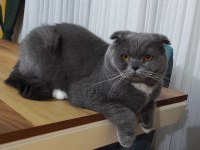 Yakışıklı scottish fold oğlum loki
