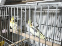 4 Takım Sultan Papağanı Kafes Herşeyiyle Sahiplendireceğim