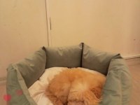 Eğlenceli 5 aylık dişi maltipoo