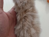 Chinchilla kedileri