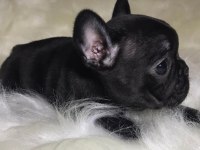 A+ Kalite FRENCH BULLDOG yavrularımız