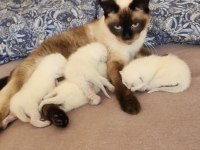 Safkan siyam kedisi bebek