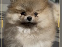 Mini pomeranian boo yavrumuz