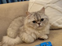 Silver British Longhair