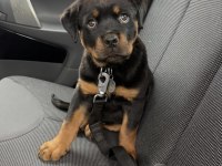 Rottweiler Köpeği