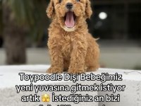 Ankara’nın en üst kalite bebekleri