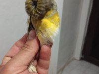 Kanarya vasıflı gloster