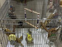 FORPUS YAVRU PAPAĞANLARIMIZ GÖNDERİM VAR