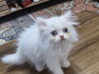 1.5 Aylık British longhair Erkek