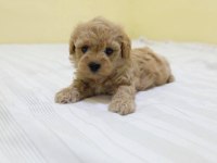 IRK GARANTİLİ MALTİPOO YAVRULARI