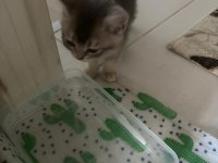 YAVRU KEDİLERİMİZ - ANNE RUS BABA SCOTTİSH FOLD
