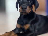 Referanslı Safkan Dobermanlar