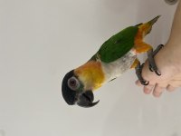 Oyun hamuru maskot siyah kafa caique