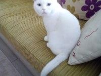 Yakışıklı british shorthair oğlumuz