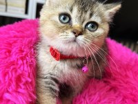 British shorthair black golden