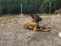 Üst düzey orijinal belçika malinois erkek