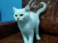 MUHTEŞEM GÜZELLİKTE BLUE POİNT BRİTİSH YAVRULARIMIZ