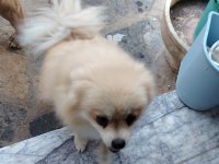 Aşılı eğitimli pomeranian kızımız yeni ailesini arıyor