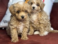 Wc eğitimli maltipoo yavrular ziyarete açık