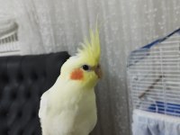 3.5 aylık kırmızı göz lutino sultan papağanı