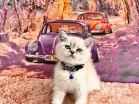 BRİTİSH BLUE POİNT VE BRİTİSH LYNX POİNT BEBEGİMİZ