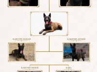 İran Kan Hattı Dişi Belçika Malinois