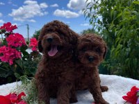 MUHTEŞEM KALİTE ORJİNAL TEACUP RED POODLE YAVRULAR