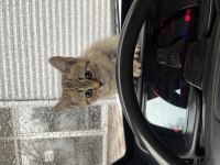 British shorthair golden black