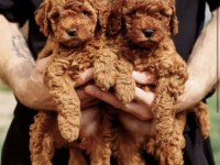 Minnoş poodle yavrular