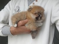 Orijinal Pomeranian Boo Köpeğimiz
