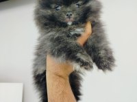 POMERANİAN ERKEK
