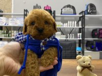 F1 maltipoo köpeği yavrular