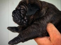 Dev Gibi Cane Corso Yavruları