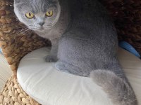 4 yaşında tüm aşıları tam british shorthair