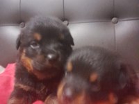 Dişi Macar Rottweiler Koca Kafa